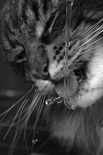 Fontaine à eau silencieuse Nuevika